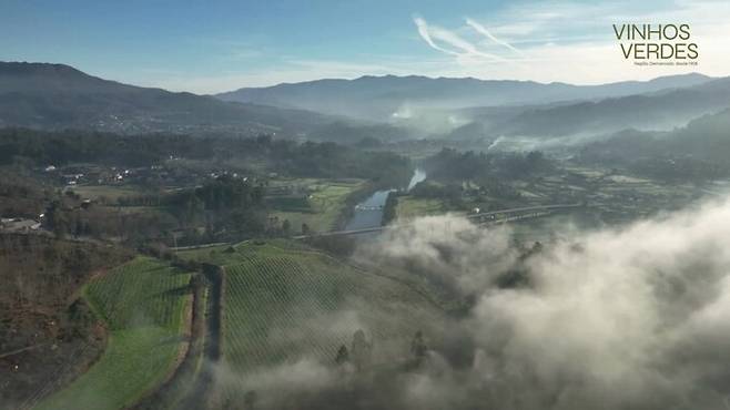 비뉴 베르데 포도밭 전경. 비뉴베르데와인재배협회