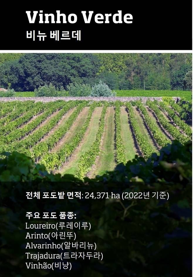 비뉴 베르데 와인산업 현황. 포르투갈와인협회