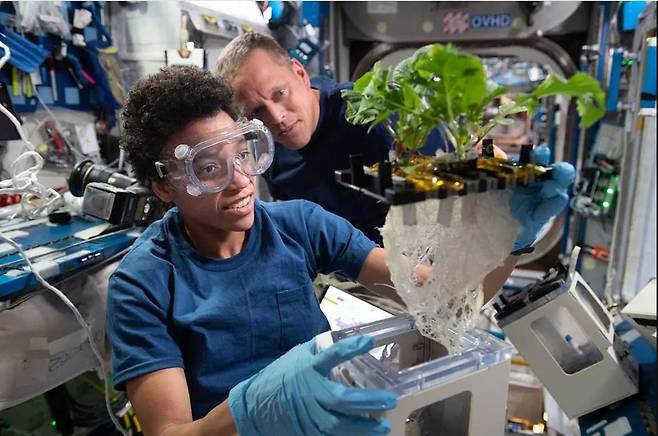 2022년 6월 국제우주정거장에서 NASA 소속 우주인들이 수경재배 시설 '베지'(Veggie)를 활용한 연구를 수행 중이다.(NASA 홈페이지 갈무리)