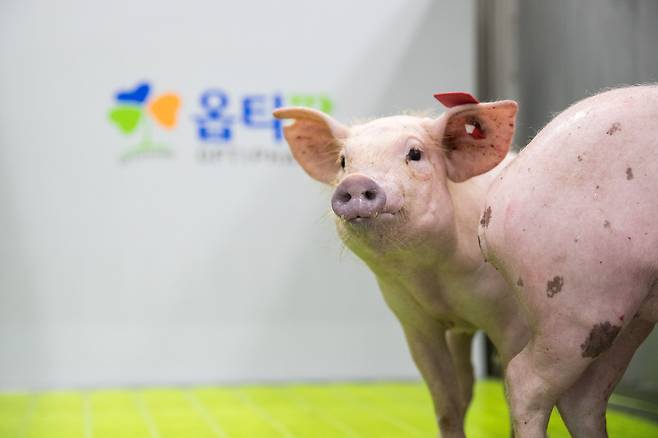 이종장기이식 기술을 개발하고 있는 국내 업체 옵티팜이 만든 유전자 변형 돼지. 돼지의 신장을 영장류에 이식하는 실험이 진행 중이다./옵티팜