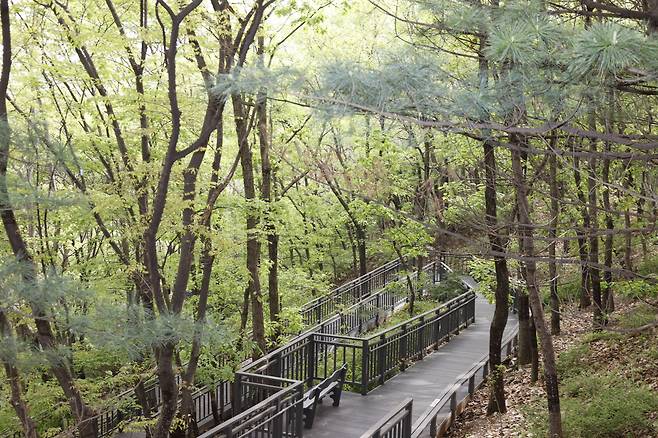 The Bongsan Forest Trail around Bongsan Urban Nature Park is made of decking, making the trail accessible to all visitors. (Eunpyeong-gu Office)