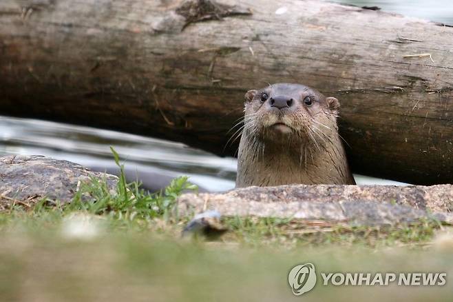울산 회야강서 천연기념물 수달가족 포착…