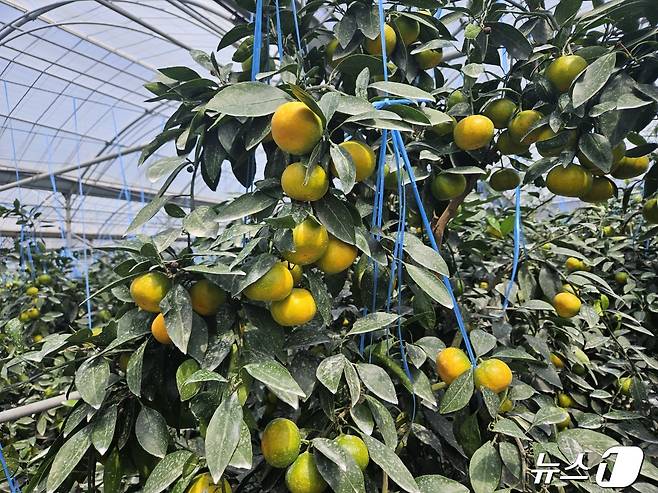 하우스감귤(제주도 제공)/뉴스1