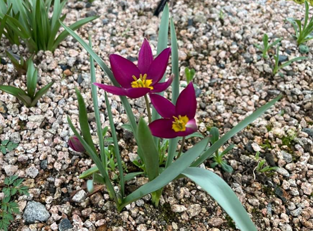 국립백두대간수목원 알파인하우스 보전중인 튤립 원종 ⓒ고경찬