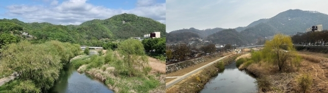 전북 전주천의 자생 버드나무가 잘려 나가기 전후 모습. 전북환경운동연합 제공