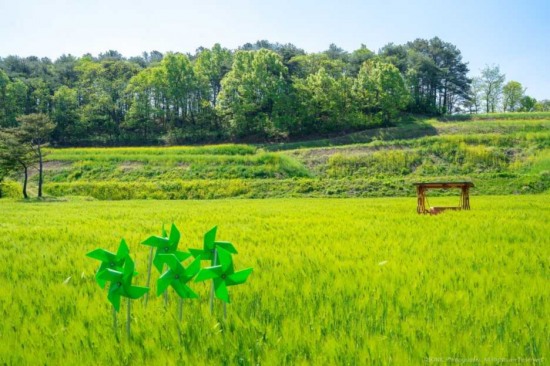 예천 회룡포가 초록빛을 뿜어내는 청보리의 향연이 펼쳐지고 있다.(예천군 제공)
