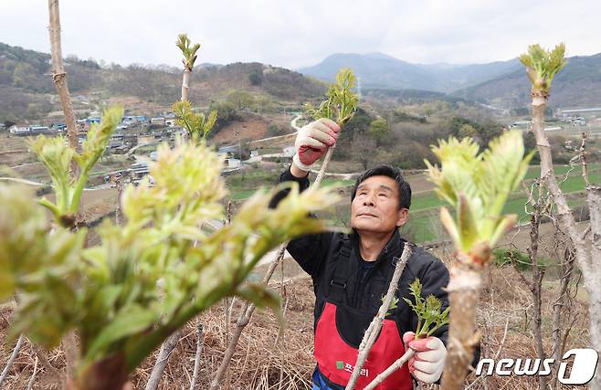 충북 괴산군이 이달 40일까지 임업·산림 공익직접지불금 신청을 받는다.(자료사진)/뉴스1