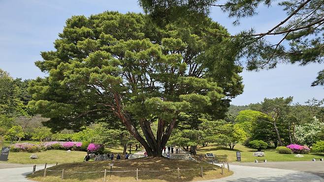 ◇현중사 입구에서 걷다보면 엄청난 크기의 나무가 관람객을 반긴다. 사당까지 얼마 남지 않았다는 일종의 표지판으로 활용하면 좋다. 사진=김세형 기자