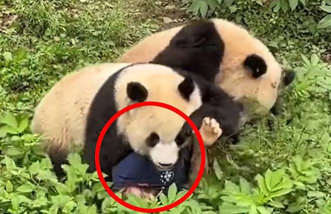 중국의 한 동물원에서 판다 2마리가 사육사에게 달려드는 일이 발생했다. 공격성을 드러내는 판다의 모습은 보기 드문 일이라 관심이 쏠리고 있다. 뉴시스