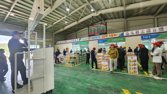 24일 경북 성주군 초전면 초전농협에서 참외 경매를 진행하는 모습. 이수정 기자