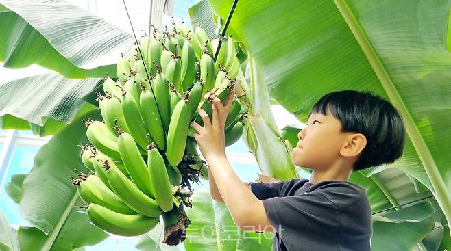 한 어린이가 함평엑스포공원 친환경농업관에서 재배한 바나나를 직접 보고 신기한 듯 살펴보고 있다.[사진=함평군]