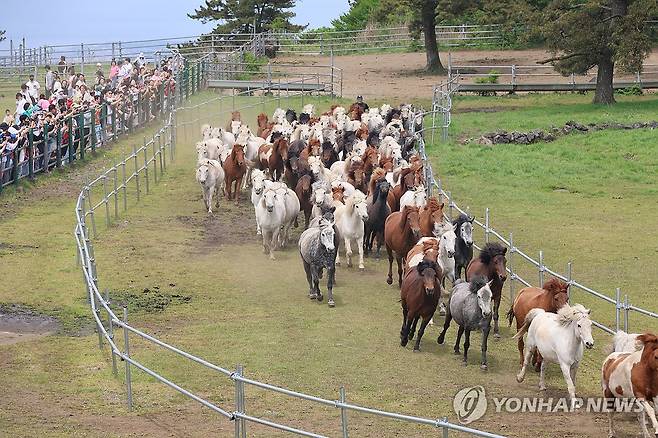 한라산 초원 질주하는 제주마 (제주=연합뉴스) 고성식 기자 = 봄빛이 완연한 28일 제주마방목지에서 제주마(馬) 100여마리가 질주하고 있다. 이날 제주마방목지에서는 ' 제1회 제주마 입목 및 문화축제'가 마련돼 겨우내 축사에서 지낸 제주마를 초원에 방목하는 장면이 재연됐다. 2024.4.28 koss@yna.co.kr