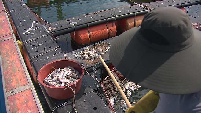 고수온에 폐사한 조피볼락(우럭)을 건져내는 어민