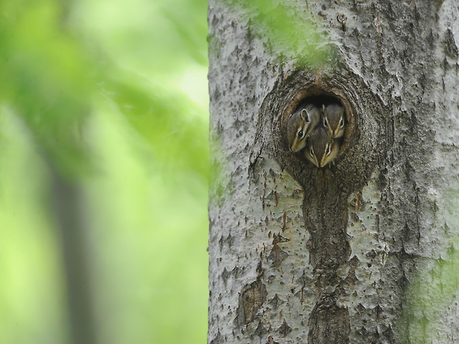 딱따구리가 만들어 놓은 나무 둥지에 들어가 있는 다람쥐들의 모습. 김성호 딱다구리보전회 공동대표 제공.