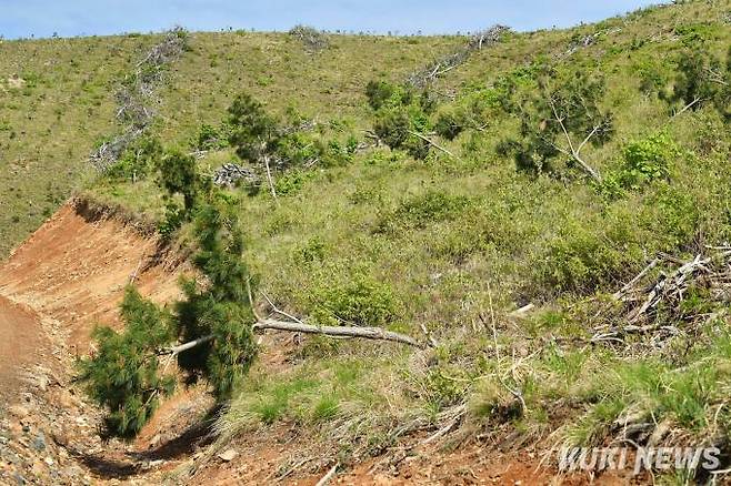 강원도 옥계 인공조림 지역에 강한 바람 탓인지 소나무들이 쓰러져 있다.