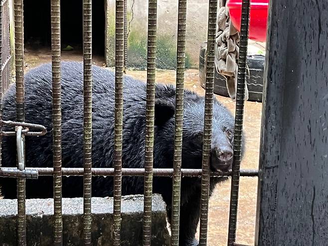 강원 화천군의 사육곰 보호시설에서 살고 있는 반달가슴곰 미소. 주소현 기자