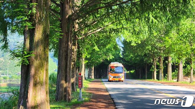 초여름 날씨를 보인 16일 마을버스가 초록으로 빛나는 전북 진안군 부귀면 메타세쿼이아 길을 달리고 있다./뉴스1 ⓒ News1 김동규 기자
