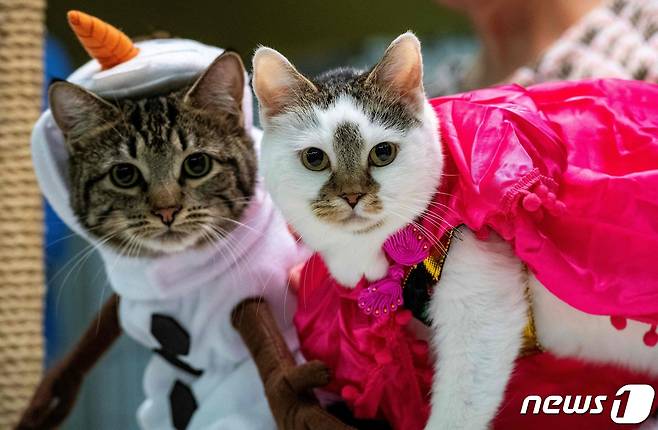 미국 매사추세츠주 네이틱에서 열린 반려묘 쇼에서 고양이 의상 경연 심사에 참가해 포즈를 취하고 있다. (사진은 기사 내용과 무관함) 2023.08.27 ⓒ AFP=뉴스1 ⓒ News1 권진영 기자