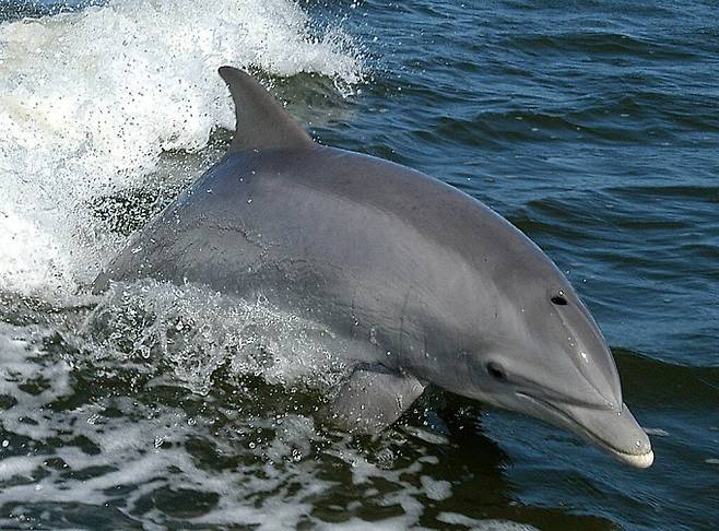세계 대부분의 바다에서 발견되는 큰돌고래. 위키미디어 제공
