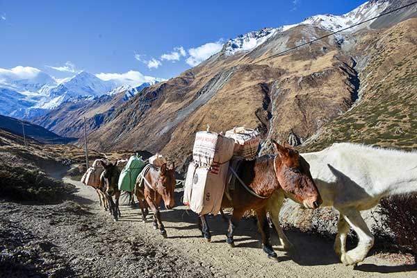 트레커들의 무거운 짐은 당나귀나 포터(짐꾼)들이 메고 간다.