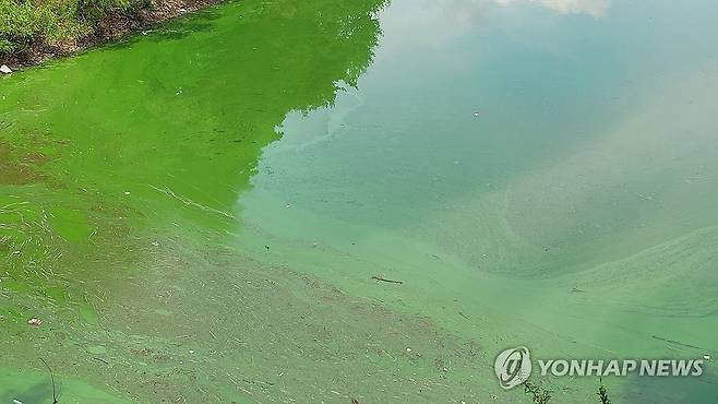 작년 8월 27일 전북지역 광역상수원인 임실군 옥정호에 녹조가 발생해 물이 초록빛으로 변해 있다. [독자 제공. 재판매 및 DB금지]
