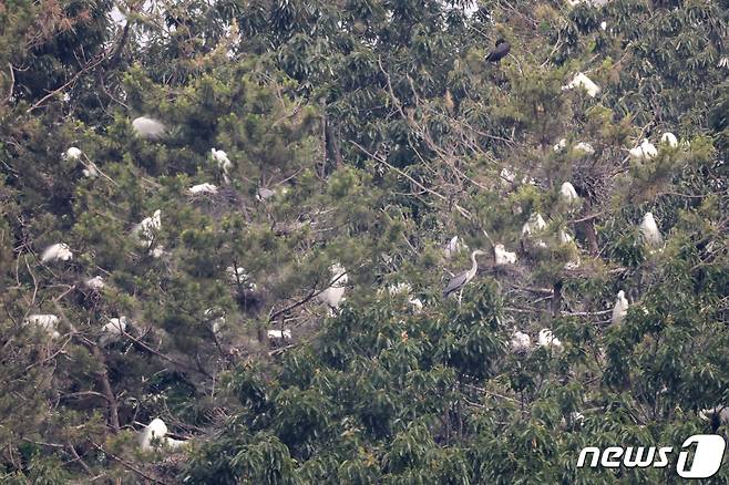 10일 경북 포항시 남구 포항공대 야산 소나무에 둥지를 튼 백로와 왜가리떼가 아침을 열고 있다. 2021.6.10/뉴스1 ⓒ News1 최창호 기자