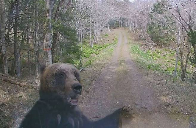 지난달 28일 일본 홋카이도 한 도로에 출몰한 야생곰/교도통신 유튜브