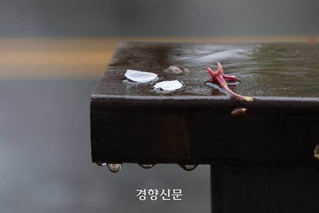 전국적으로 비가 내린 지난달 15일 서울 여의도구 윤중로 벚꽃길에 벚꽃잎이 떨어져 있다. 정효진 기자