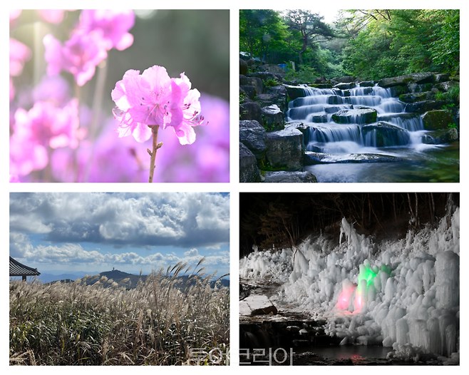 (시계방향으로) 비슬산 참꽃, 계곡, 얼음동산, 천왕봉 억새 풍경/사진-달성군