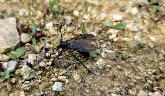 세종시 일원에 출몰한 러브버그 모습. 독자 제공