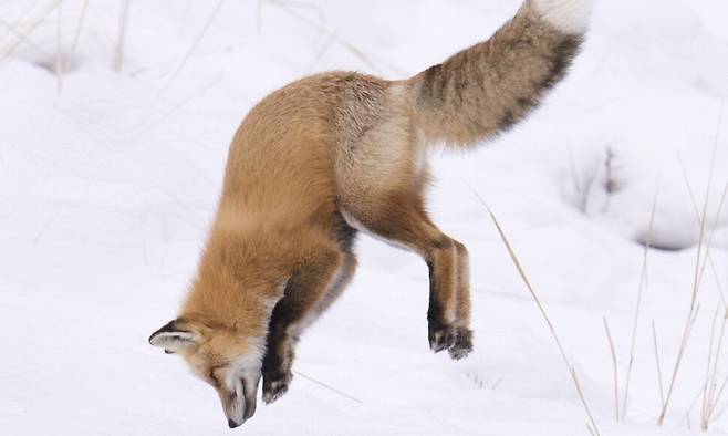추운 지방에 사는 붉은여우와 북극여우의 독특한 사냥방식이 길고 좁은 주둥이 덕분이라는 연구가 나왔다. 정성환/미국국립과학원회보 제공