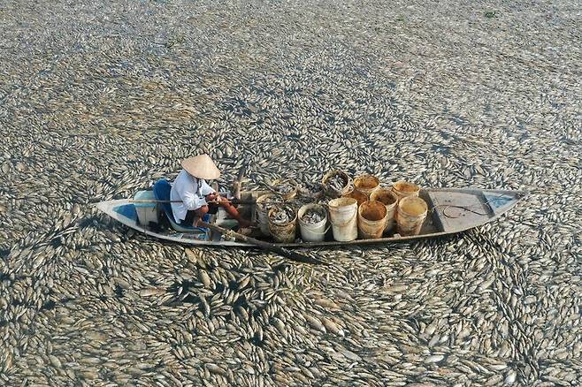 지난달 30일 베트남 남부 동나이주의 한 저수지에서 잘못된 개축공사와 며칠째 이어진 뜨거운 날씨 탓에 물고기들이 떼죽음을 당해 빼곡히 떠올라있다. 동나이/AFP 연합뉴스