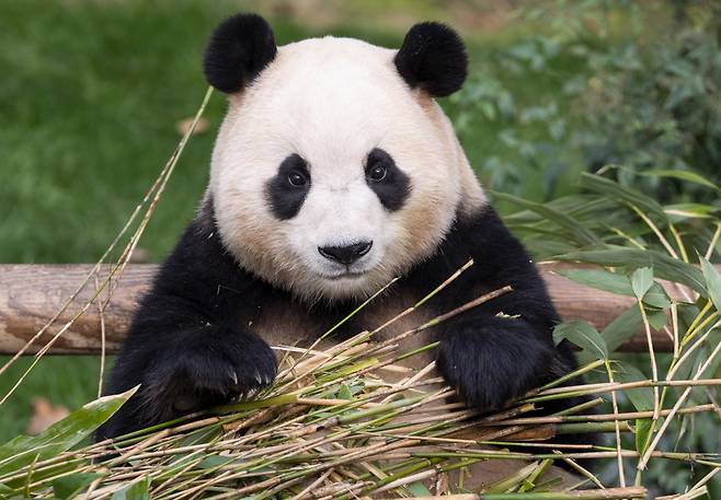 일반 공개 마지막 날 '푸바오'의 모습. [연합]