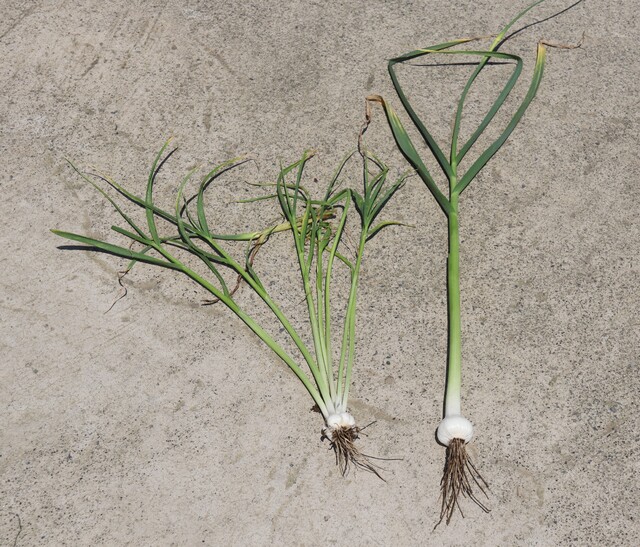 2차 생장으로 줄기가 갈라진 벌마늘(왼쪽)과 정상적으로 자란 마늘.