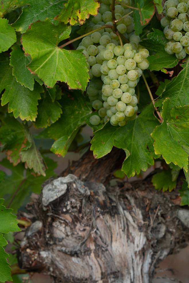 소비뇽블랑. 뉴질랜드와인협회