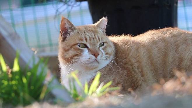마라도에서 반출된 고양이 26마리는 현재 제주시 조천읍 세계자연유산센터 내 임시보호시설에서 지내고 있다. 제주비건 제공