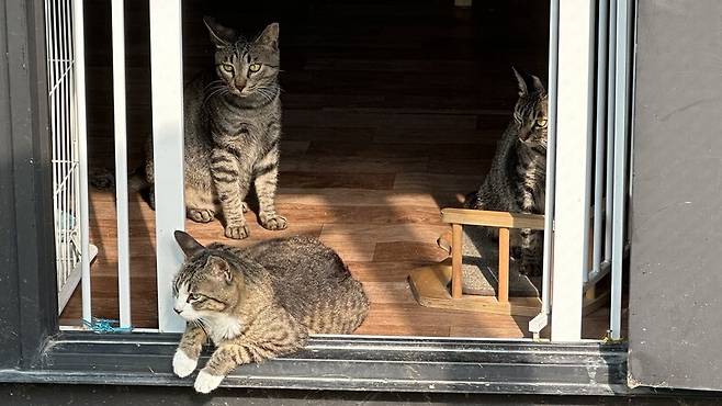 마라도에서 ‘동네 고양이’로 살던 고양이 45마리는 2023년 3월 멸종위기종 뿔쇠오리의 보호를 위해 마라도에서 전원 반출됐다. 제주비건 제공