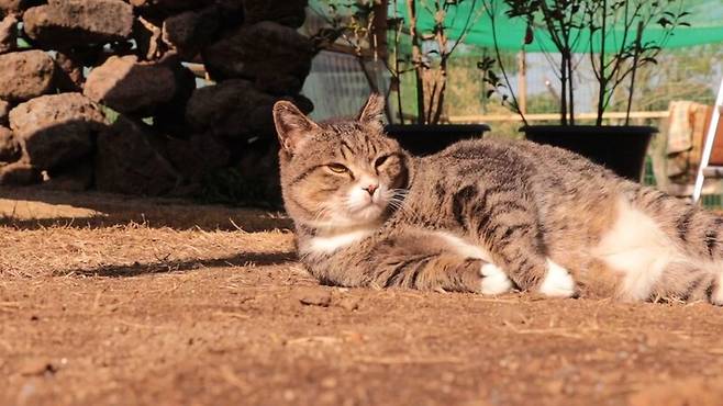 마라도에서 ‘동네 고양이’로 살던 고양이 45마리는 2023년 3월 멸종위기종 뿔쇠오리의 보호를 위해 마라도에서 전원 반출됐다. 제주비건 제공