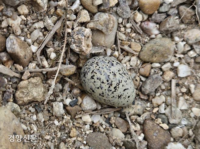 시민들이 최근 세종시 합강공원 인근 하중도에서 발견한 흰목물떼새의 알.
