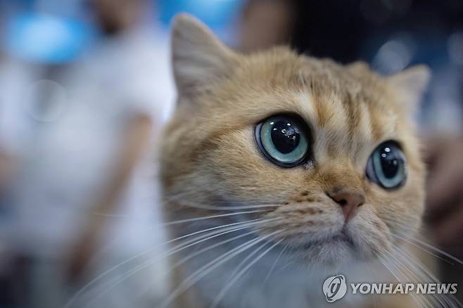 고양이  [EPA=연합뉴스 자료사진]