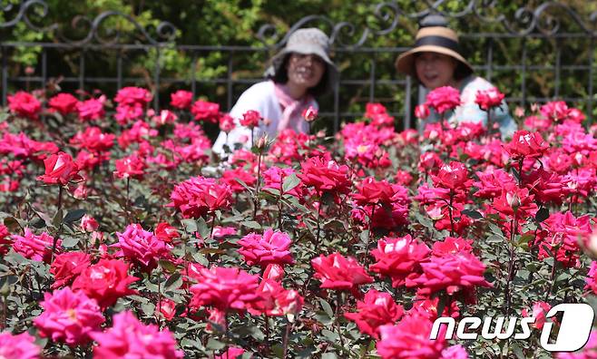 4일 대전·충남 지역 대부분은 낮 기온이 25도 이상으로 올라 덥겠다. 대전 한밭수목원 장미원에서 시민들이 활짝 핀 장미꽃을 바라보고 있다. /뉴스1 ⓒ News1 주기철 기자