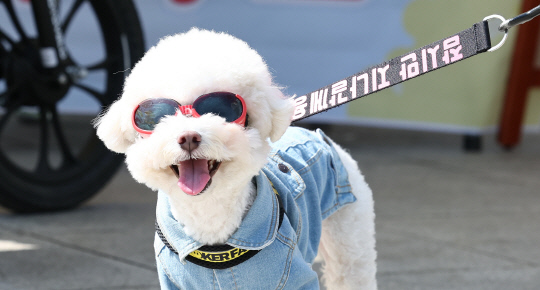 27일 서울 관악구 낙성대공원에서 열린 낙성대동 봄꽃댕이 축제에서 한 반려견이 선글라스를 착용하고 있다. 연합뉴스