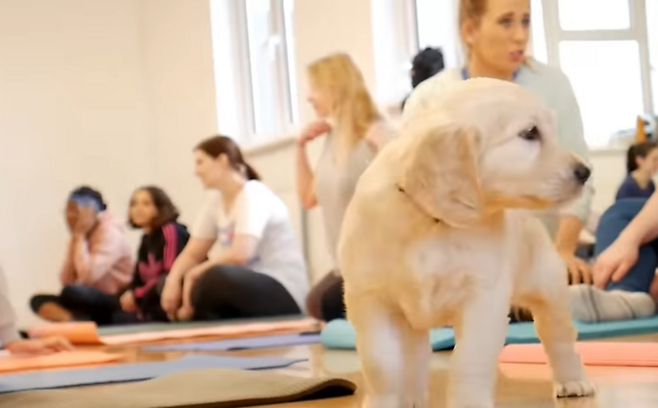 이탈리아 정부가 ‘강아지 요가’ 또는 ‘도가’(doga, dog+yoga)로 불리는 개 동반 요가 수업에 강아지가 동반되는 것을 금지했다. [사진 출처 = 유튜브 채널 ‘pets yoga’ 캡처]