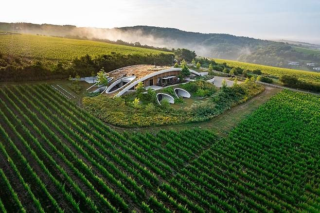 그루다우 와이너리의 건물. 건물이 환경에 주는 영향을 최소화하기 위해, 넓은 포도밭 한가운데에 땅을 깊이 파고 건물을 지은 후 상부에 일반 식물을 식재했다. 그들은 ‘den(굴)’이라고 부른다. 휴양지로서 체코는 물론 인접 국가 관광객들에게 인기가 좋다. 그루다우 와이너리 제공.