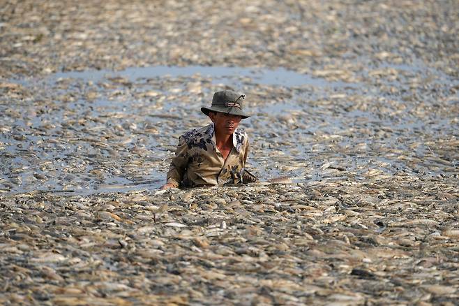 지난 30일(현지시간) 베트남 남부 동나이성(省) 송머이 저수지에서 한 주민이 죽은 물고기들을 나르고 있다. 동남아를 강타한 폭염으로 인해 해당 저수지는 지난달 30일부터 물고기 수십만마리가 폐사하는 일이 벌어졌다. [AFP]