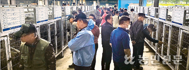 충북 충주축산농협 염소 경매장에서 사람들이 경매에 나온 염소를 살펴보고 있다.