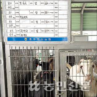 충주축협 염소 경매장에 출하된 염소. 표지판엔 해당 개체 특성과 최저 응찰가 등이 적혀 있다.