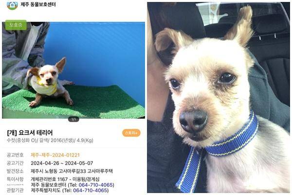 제주시의 보호소 사이트에 올라온 공고(왼쪽 사진)와 시민이 보호소에서 데리고 나온 당시 욜로의 모습. 동물과함께행복한세상 제공