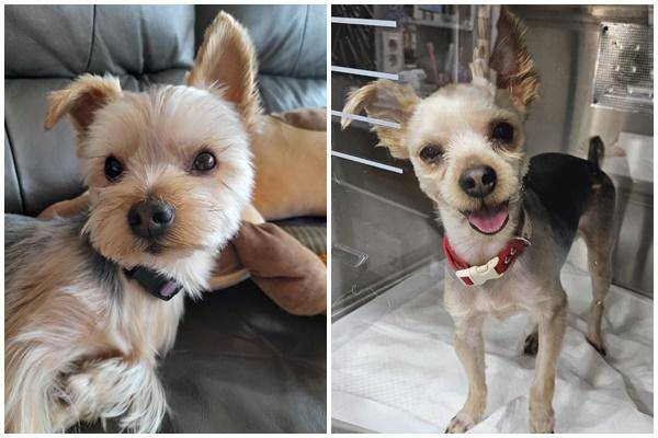 2022년 입양 갈 당시 욜로의 모습(왼쪽 사진)과 현재의 모습. 동물과함께행복한세상 제공