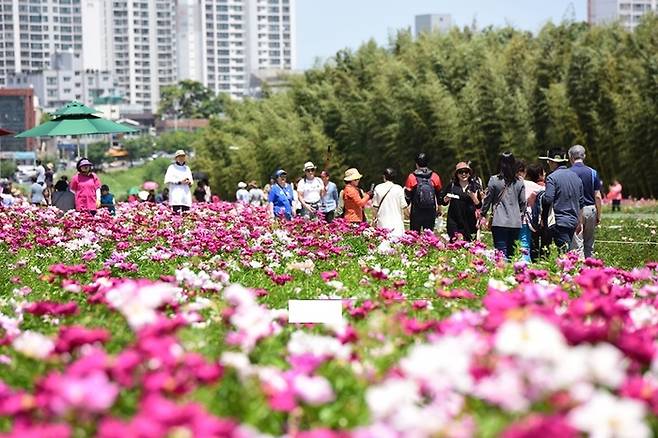지난해 열린 태화강국가정원 봄꽃 축제에서 관람객들이 꽃단지 산책길을 걸으며 활짝 핀 꽃을 감상하고 있다./울산시 제공
